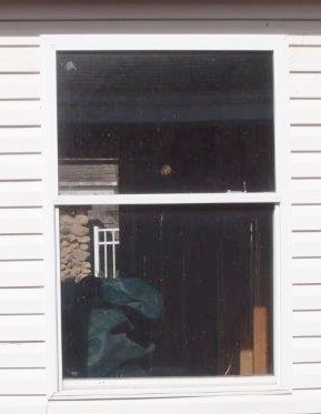 Single Hung Window 36x52